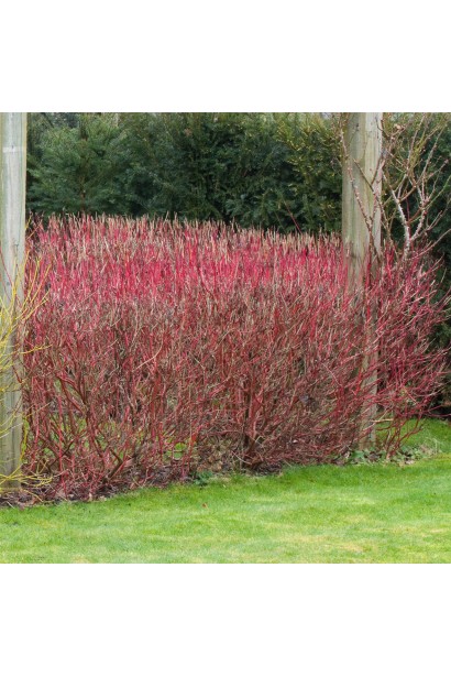 Дерен пурпурово-червоний